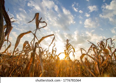 Drought Impact, Crops Dead On Summer Cause Of Heat Of Extreme Weather. Climate Change And Agriculture Concept.