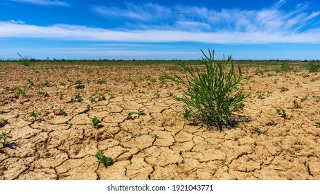 Drought land, plant struggling for life. A lone cornflower on a field with dried, cracked earth. Drought, crop and environmental issues