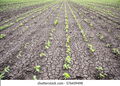 Drought At Maharashtra, India - 2015