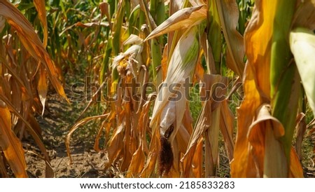 drought. non-irrigated corn in Dobrogea in the summer of 2022.
