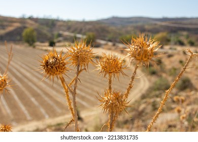 Drought On Farmland, Dead Crop Crop Plants. Growing Thorns And Weeds Against The Backdrop Of Dehydrated Fields. Catastrophe In The Agro-industrial Complex