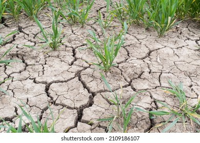 Drought on a UK farm, dry cracked earth, cracks in mud in a field of crops