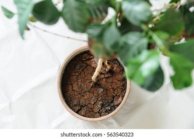 Drought In Pot. The Soil In The Pot Dry And Cracked, But The Plant Has Green Leaves.