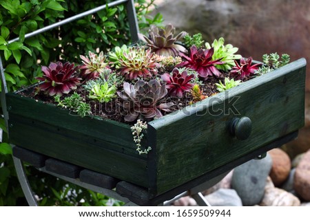 Drought resistant sempervivum and Sedum plants are sitting in a wooden drawer as a decorative feature in the Patio garden