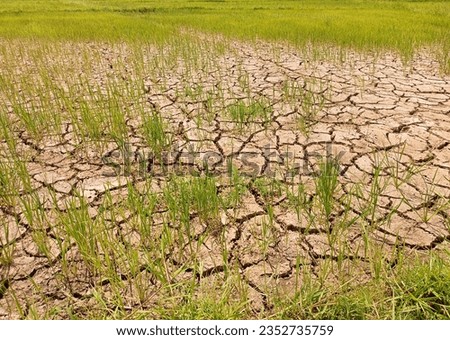 Drought in rich field. elnino or El Niño and lanina or La Niña phenomenon. a prolonged period of abnormally low rainfall. a shortage of water resulting from this. World Climate change.