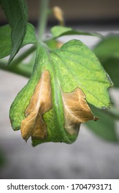 Drought Stress And Heat Stress Symptoms On Tomato Leaves (Solanum Lycopersicum) - Abiotic Stress Symptoms In Plants.