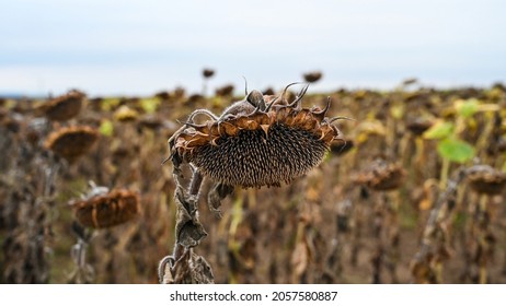 Drought Sunflower Field. Dry Climate Destroyed Crops And Harvest. Withered Sunflowers On The Field At Summer. Close Up Of Dried Ripe Sunflowers. Climate Change And Global Warming. 