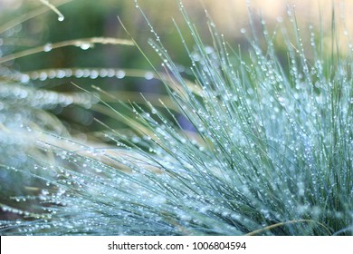 Drought Tolerant Blue Fescue Sustainable Landscaping With Morning Dew, Selective Focus