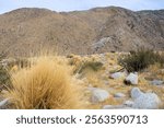 Drought tolerant grass and chaparral plants on an arid desert plain surrounded by barren mountains taken at the Colorado Desert in the foothills of Mt San Jacinto near Palm Springs, CA