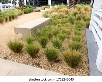 Drought Tolerant Green Plants In Garden With Stone Landscaping Like Desert Flora