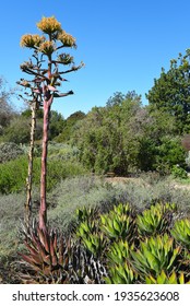 Drought Tolerant Landscape Featuring Water Wise Plants And Succulents.