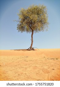 Drought-resistant Ghaf Tree (Prosopis Cineraria) Grows In The Desert Sand Dunes Of The United Arab Emirates Where It Is The National Tree. Native To Arid Western Asia The Tree Fights Desertification.