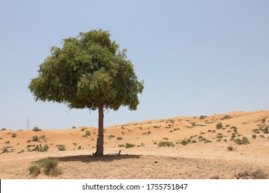 Drought-resistant Ghaf Tree (Prosopis Cineraria) Grows In The Desert Sand Dunes Of The United Arab Emirates Where It Is The National Tree. Native To Arid Western Asia The Tree Fights Desertification.