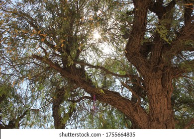 Drought-resistant Ghaf Trees (Prosopis Cineraria) Grow In The Desert Sand Dunes Of The United Arab Emirates Where It Is The National Tree. Native To Arid Western Asia The Tree Fights Desertification.