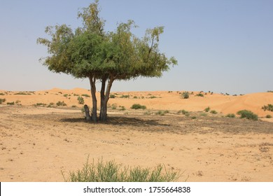 Drought-resistant Ghaf Trees (Prosopis Cineraria) Grow In The Desert Sand Dunes Of The United Arab Emirates Where It Is The National Tree. Native To Arid Western Asia The Tree Fights Desertification.