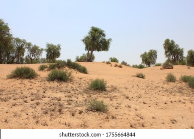 Drought-resistant Ghaf Trees (Prosopis Cineraria) Grow In The Desert Sand Dunes Of The United Arab Emirates Where It Is The National Tree. Native To Arid Western Asia The Tree Fights Desertification.