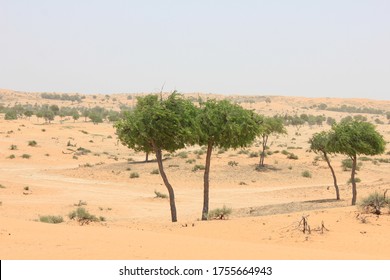 Drought-resistant Ghaf Trees (Prosopis Cineraria) Grow In The Desert Sand Dunes Of The United Arab Emirates Where It Is The National Tree. Native To Arid Western Asia The Tree Fights Desertification.