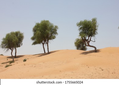 Drought-resistant Ghaf Trees (Prosopis Cineraria) Grow In The Desert Sand Dunes Of The United Arab Emirates Where It Is The National Tree. Native To Arid Western Asia The Tree Fights Desertification.