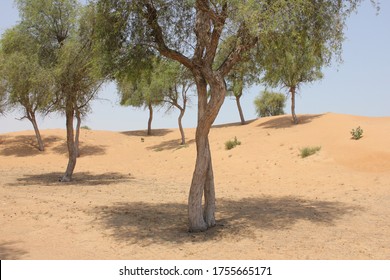 Drought-resistant Ghaf Trees (Prosopis Cineraria) Grow In The Desert Sand Dunes Of The United Arab Emirates Where It Is The National Tree. Native To Arid Western Asia The Tree Fights Desertification.