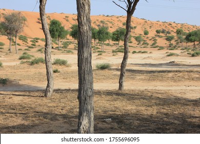 Drought-resistant Ghaf Trees (Prosopis Cineraria) Grow In The Desert Sand Dunes Of The United Arab Emirates Where It Is The National Tree. Native To Arid Western Asia The Tree Fights Desertification.