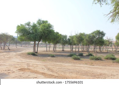 Drought-resistant Ghaf Trees (Prosopis Cineraria) Grow In The Desert Sand Dunes Of The United Arab Emirates Where It Is The National Tree. Native To Arid Western Asia The Tree Fights Desertification.