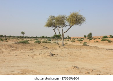 Drought-resistant Ghaf Trees (Prosopis Cineraria) Grow In The Desert Sand Dunes Of The United Arab Emirates Where It Is The National Tree. Native To Arid Western Asia The Tree Fights Desertification.