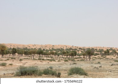 Drought-resistant Ghaf Trees (Prosopis Cineraria) Grow In The Desert Sand Dunes Of The United Arab Emirates Where It Is The National Tree. Native To Arid Western Asia The Tree Fights Desertification.