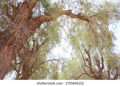 Drought-resistant Ghaf Trees (Prosopis Cineraria) Grow In The Desert Sand Dunes Of The United Arab Emirates Where It Is The National Tree. Native To Arid Western Asia The Tree Fights Desertification.