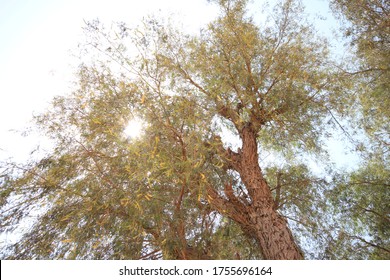 Drought-resistant Ghaf Trees (Prosopis Cineraria) Grow In The Desert Sand Dunes Of The United Arab Emirates Where It Is The National Tree. Native To Arid Western Asia The Tree Fights Desertification.