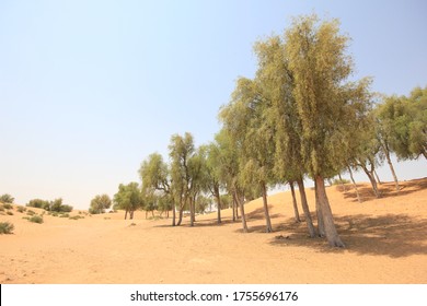 Drought-resistant Ghaf Trees (Prosopis Cineraria) Grow In The Desert Sand Dunes Of The United Arab Emirates Where It Is The National Tree. Native To Arid Western Asia The Tree Fights Desertification.