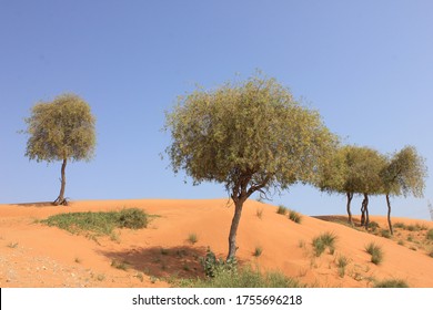 Drought-resistant Ghaf Trees (Prosopis Cineraria) Grow In The Desert Sand Dunes Of The United Arab Emirates Where It Is The National Tree. Native To Arid Western Asia The Tree Fights Desertification.