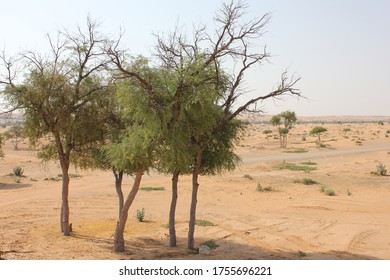 Drought-resistant Ghaf Trees (Prosopis Cineraria) Grow In The Desert Sand Dunes Of The United Arab Emirates Where It Is The National Tree. Native To Arid Western Asia The Tree Fights Desertification.