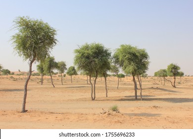 Drought-resistant Ghaf Trees (Prosopis Cineraria) Grow In The Desert Sand Dunes Of The United Arab Emirates Where It Is The National Tree. Native To Arid Western Asia The Tree Fights Desertification.