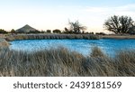 Drought-resistant shrub vegetation and dry trees near the small pond in Guadalupe Mountains National Park, Texas