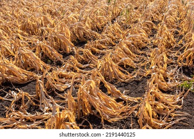 Drought-stricken Corn Crop In Hungary, EU. Dry Corn Because Of The Drought. Withered Corn. 