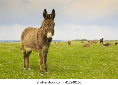 Drove of donkeys restingin the green meadow - Shutterstock ID 418248163
