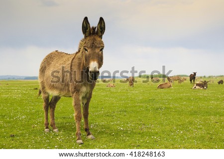 Drove of donkeys restingin the green meadow