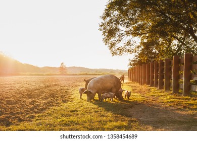 Drove of pigs on a pasture. Litter of piglets in a field. Sow and piglets eating. A golden pasture during sunset. Swine covered in mud.
