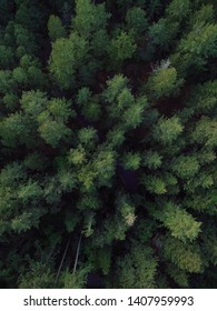 Drove Shot Of Beautiful Green Pine Trees From Above. Early Spring 