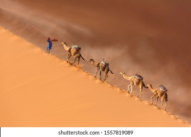  Drover leads a camel Caravan in the Sahara desert during a desert storm in Morocco