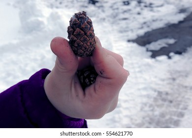 Drown pine-cones in the hand. Cones in hand