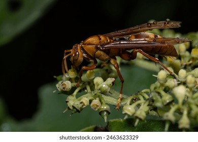 Drowning wasp, executioner wasp or executioner wasp