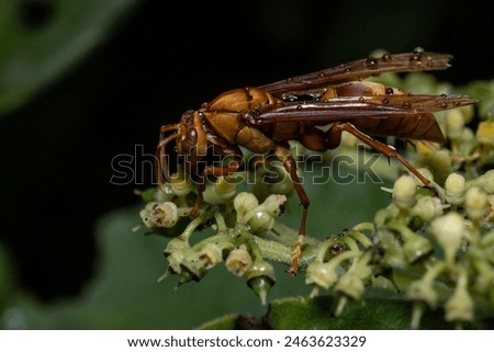 Drowning wasp, executioner wasp or executioner wasp