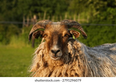 Drowsy, confused, drunk or high looking sheep with horns looking fague and lazy into camera. Funny farm animal picture. 