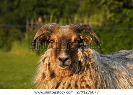 Drowsy, confused, drunk or high looking sheep with horns looking fague and lazy into camera. Funny farm animal picture. 