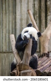 Drowsy Cute Baby Giant Panda 