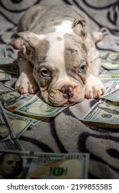 Drug Dealers Puppy On Money Exotic Micro Bully Dog Laying Down Posing For Camera Looking Cute