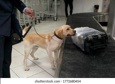 Drug detection dog at the airport searching drugs in the luggages.Horizontal view