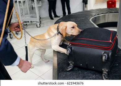 Drug detection dog at the airport searching drugs in the luggages.Horizontal view