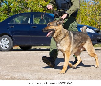 Drug Sniffing Dog And His Uniformed Police Officer Handler Preparing To Investigate A Crime Scene.  
I Have A Very Similar Image In My Portfolio Which Has A Police Cruiser In It.